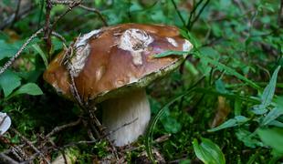 Lepi dnevi za jurčke in vrhunski pogled na Triglav #video