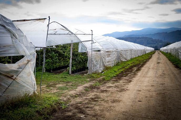Kmetija Jarkovič | Delavci so pokazali tabelo dejansko opravljenih ur za slabih 790 evrov mesečnega plačila, medtem ko iz delovnih pogodb, ki so jih podpisali z delodajalcem, izhaja, da bi morali za 40-urni delovnik prejeti 1.270 evrov bruto plače. Fotografija je simbolična.  | Foto Ana Kovač