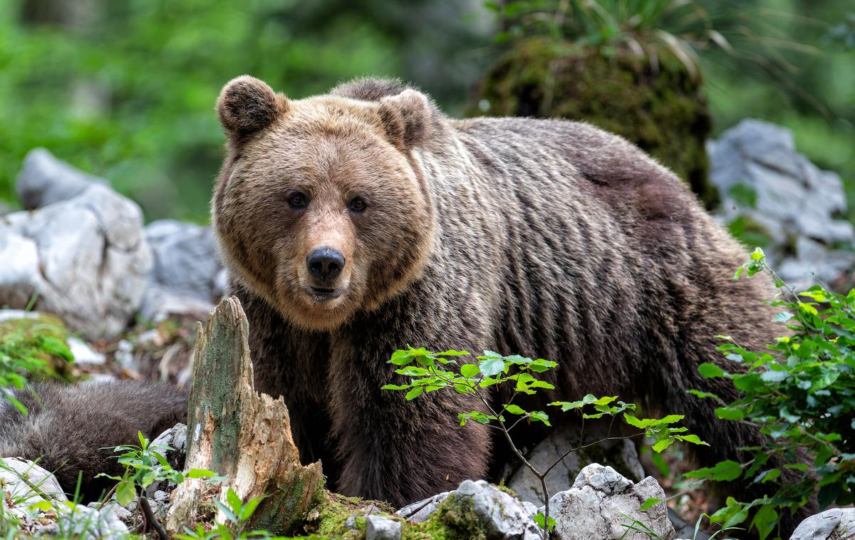 medved, rjavi medved, gozd, Slovenija | Fotografija je simbolična. Rjavi medved je eden izmed glavnih predstavnikov slovenskih in tudi Kočevskih gozdov. | Foto Shutterstock