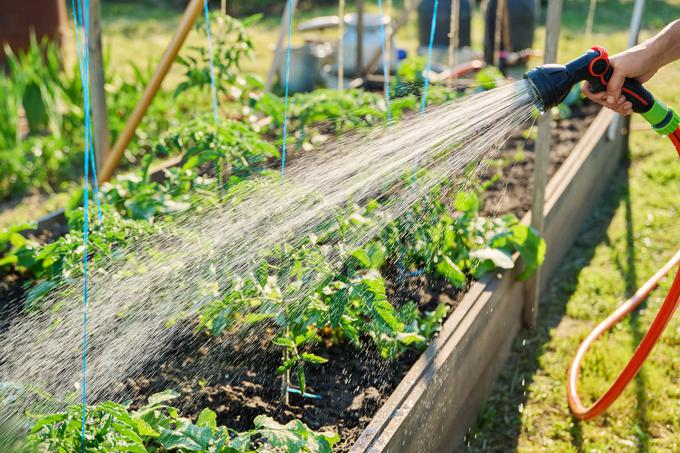 Poskrbite za redno zalivanje rastlin paradižnika. | Foto: Shutterstock