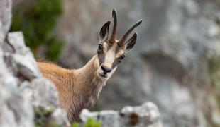 Gams obležal pod streli