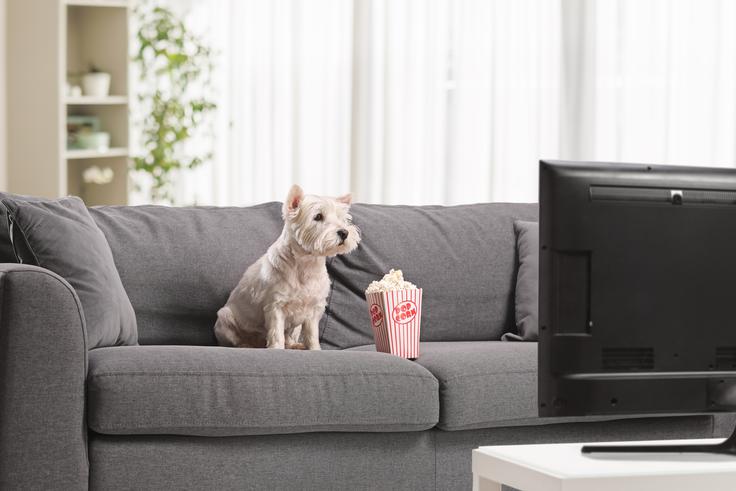 hišni ljubljenčki, TV, televizija | Foto: Shutterstock