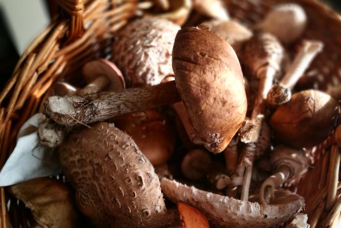 Miha Mazzini: O pogoltnosti