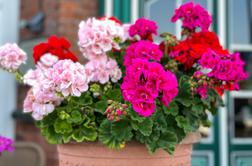 Kako pravilno saditi pelargonije za bujno cvetenje vso sezono