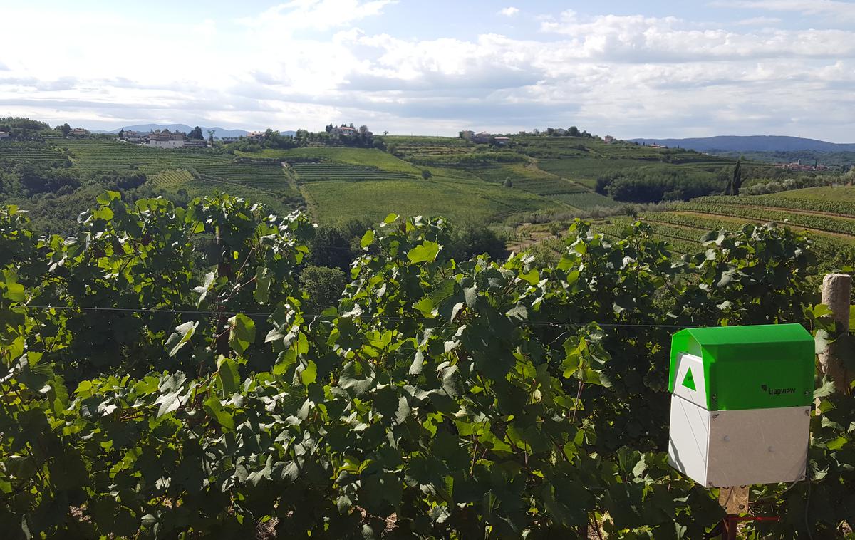 pametni vinograd, Trapview | V pilotskem projektu sodelujoči vinogradniki na izbranih lokacijah namestijo pasti za spremljanje grozdnega sukača, ki je najbolj izrazit škodljivec vinske trte na tem območju. | Foto Klet Brda