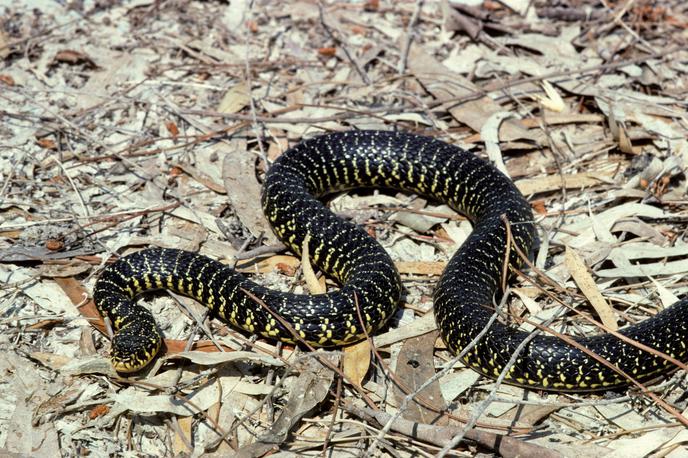 Coluber viridiflavus | Domačini kačo imenujejo Zornnatter, kar v prevodu pomeni jezna kača. | Foto Profimedia