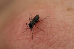Okužene komarje bolj privlači človeški vonj