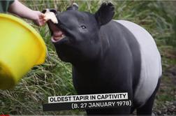 Umrla najstarejši tapir in najstarejši lenivec na svetu