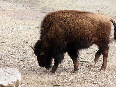Šokanten napad v Yellowstonu: ogromen bizon napadel turista #video