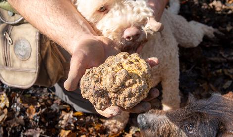 Najdragocenejši okus jeseni – beli tartuf