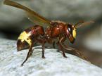 Orientalski sršen (Vespa orientalis)