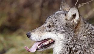 Volk v živalskem vrtu devetletniku odgriznil prst