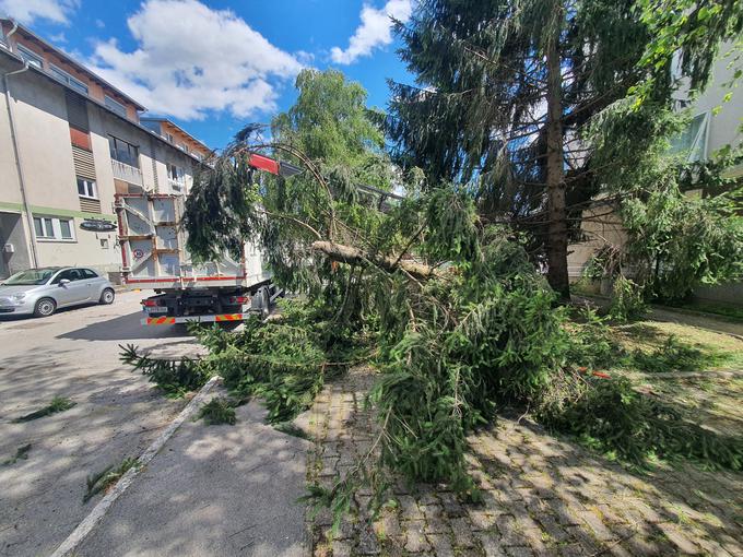 Prizori po vetrolomu iz Kranja. Fotografija je iz arhiva.  | Foto: David Florjančič