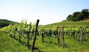 Kino Šiška bodo zasedla goriška vina in glasba