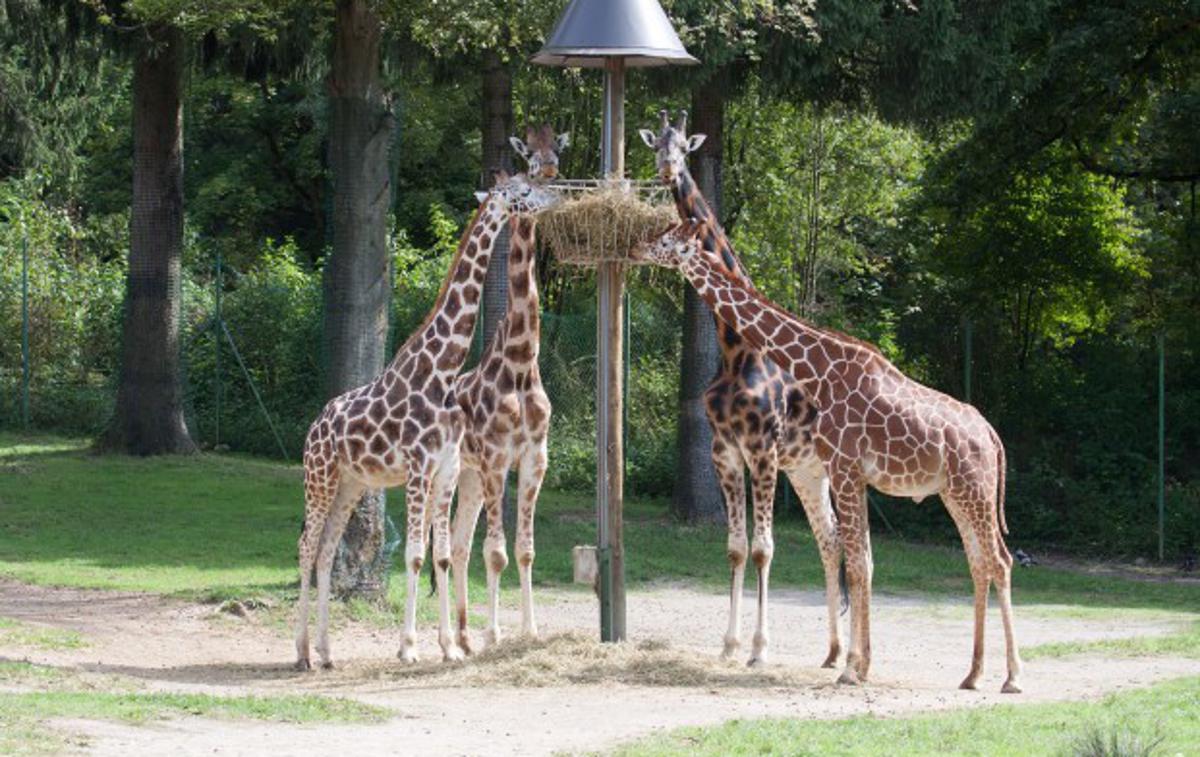 žirafe | Cveto je bil predstavnik podvrste nubijska žirafa (Giraffa camelopardalis ssp. camelopardalis), prav tako je njen predstavnik Rastko. Znotraj evropske populacije je to ena najštevilčnejših populacij žiraf. Vrsta sodi v evropski program vzreje ogroženih vrst, tako imenovani EEP (EAZA Ex-situ Programme), katerega cilj je zagotavljati rezervno populacijo, kot tudi spodbujanje podpore naravovarstvenim projektom v naravi ter ozaveščanje o problematiki vrste in njihovega življenjskega okolja. | Foto ZOO Ljubljana