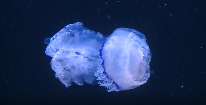 V slovenskem morju običajno naletimo na pet vrst meduz | Foto: Planet TV