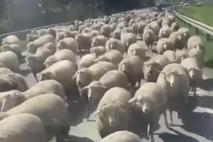 ovčke Avsenik