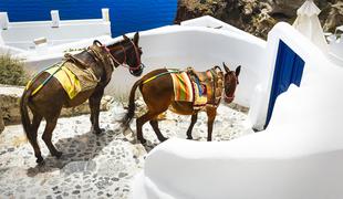 Osli na Santoriniju so pohabljeni zaradi prenašanja predebelih turistov
