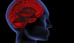 Kaj zgodnje učenje pomeni za naše možgane?