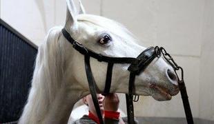"Naša naloga je ponovno zgraditi spoštovanje do Lipice"