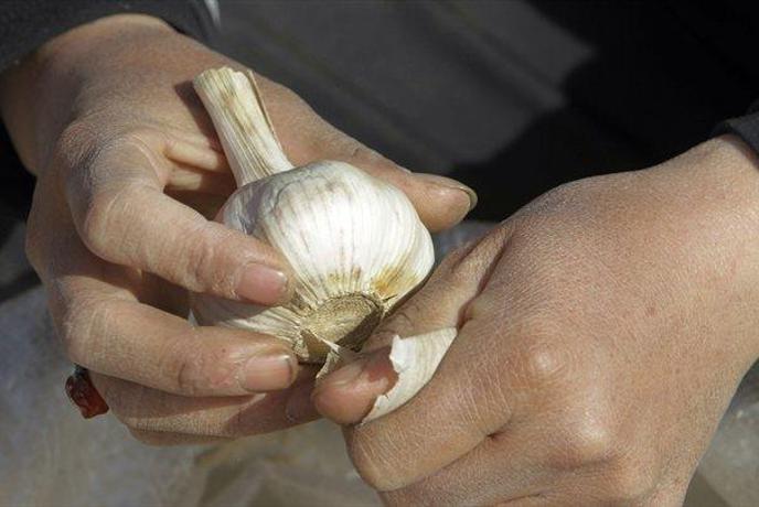 Česen, vroče tihotapsko blago