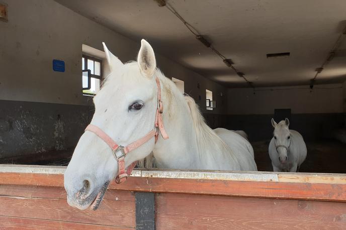 Lipica konji konjereja kobilarna | Konjski serum ima kar od 50- do 100-krat večji potencial nevtralizacije virusa od plazme prebolelih ljudi. | Foto Metka Prezelj