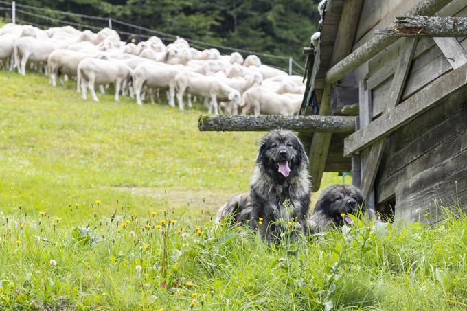 kraški ovčar | Foto: Bor Slana/STA
