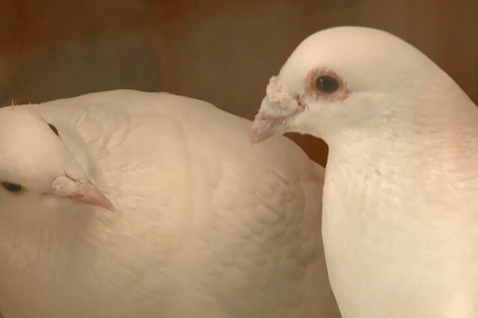 Golobja pošta 2 | Foto Planet TV