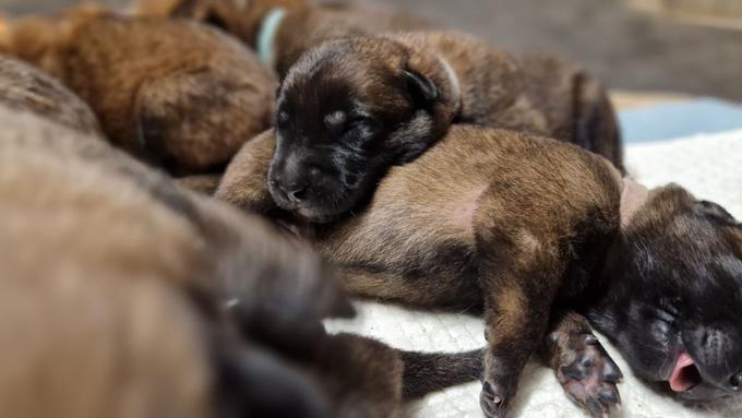 Skotilo se je pet novih psičkov in šest psičk. | Foto: Policija