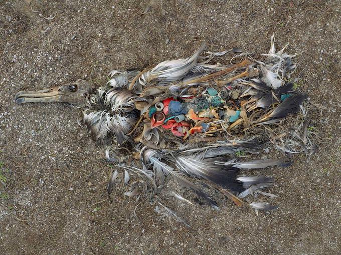 Fotografija poginulega albatrosa, ki je plastiko zamešal za hrano. Neprebavljivih kosov ni mogel izločiti, zaradi česar je stradal pri polnem želodcu. | Foto: Chris Jordan, z dovoljenjem galerije Christophe Guye