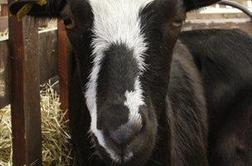 Smrtno nevarna kozlova pečenka