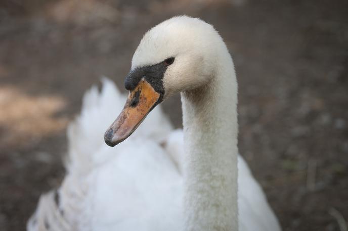 labod ptica | Ptica ni bila poškodovana. Fotografija je simbolična.  | Foto Bojan Puhek