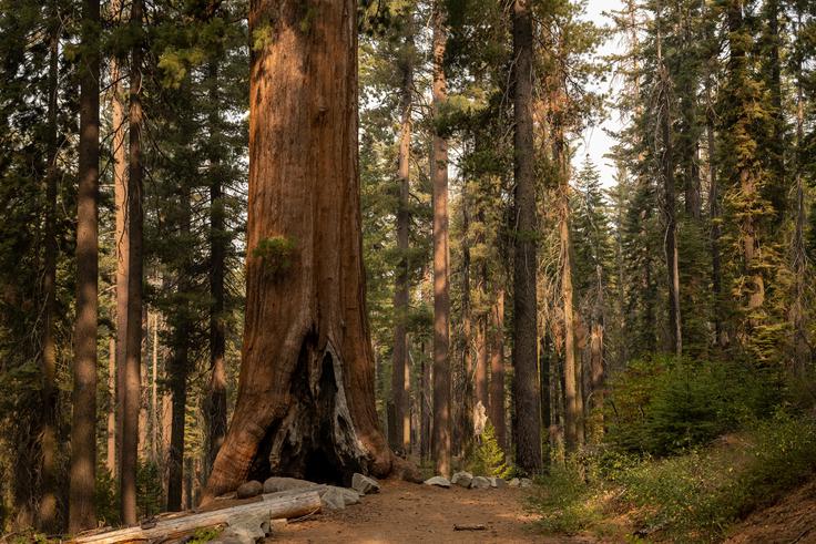 Orjaške sekvoje v gozdu Tuolumne Grove, kjer je umrla Angela Lin.  | Foto: Shutterstock