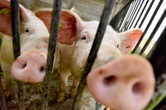 Kitajska pomirja: novi virus prašičje gripe ni nov in težko napade človeka