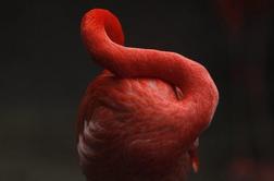 Pri 83 umrl najstarejši plamenec