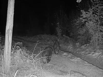 Kako pozimi poteka življenje v gozdu? Kamera je ujela zanimivo dogajanje.