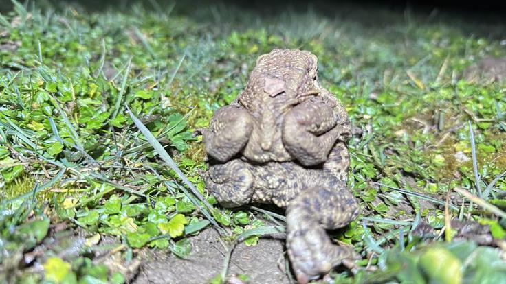 žabe, selitev, pomoč | Foto: Pomagajamo Žabicam/Facebook