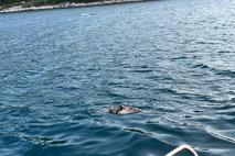 delfin
