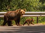 medved, rjavi medved, ursus ursus