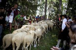 Video: Jezerske ovce so se vrnile s planin