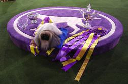 Pekinezer premagal 2.500 konkurentov in zmagal na svetovni pasji razstavi #video