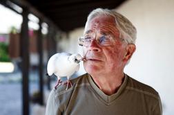 Prisrčna zgodba: upokojenec se je spoprijateljil z golobico #video