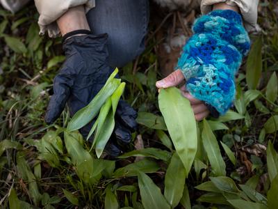 Po zaužitju strupene rastline letos umrli že dve osebi