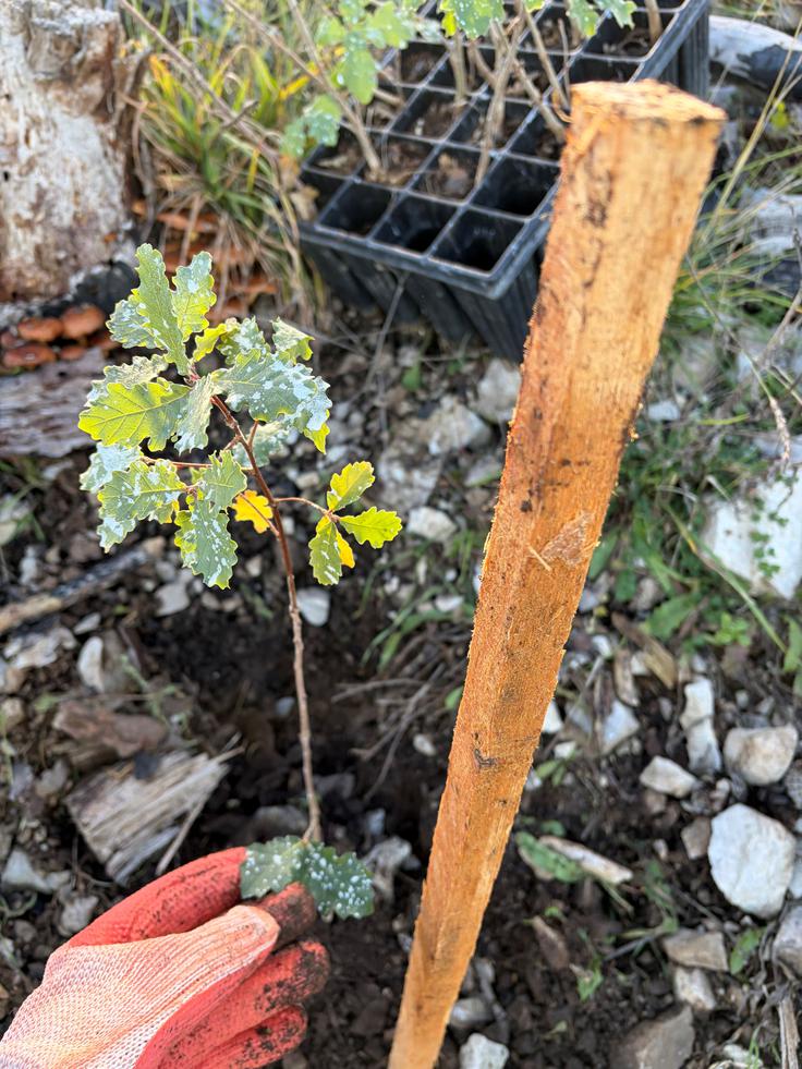 McDonalds - Obnova kraškij požarišč | Foto: Alpe-Panon d.o.o.