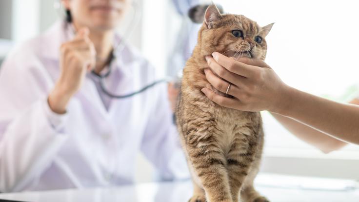 veterinar | Foto: Shutterstock