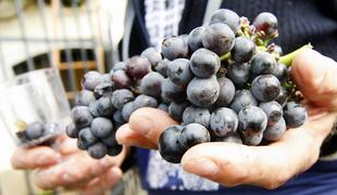 Kaj storiti z grozdjem, če ga ne spremenite v vino?