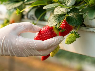 Jagode, polne pesticidov? Tako jih boste res učinkovito očistili.