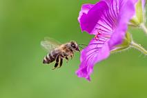 Čebele čebelnjak