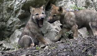V živalskem vrtu v Beogradu volk napadel deklico