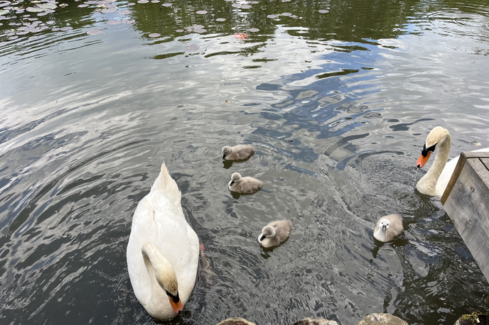 labodja družina | Labodji par s Tivolskega ribnika je dobil štiri mladiče. | Foto Iztok Hočevar